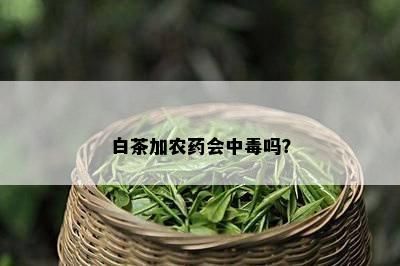 白茶加农会中吗？