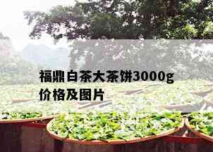 福鼎白茶大茶饼3000g价格及图片