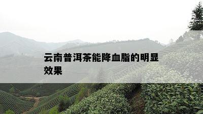 云南普洱茶能降血脂的明显效果