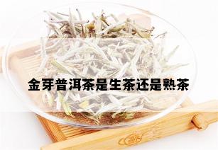 金芽普洱茶是生茶还是熟茶