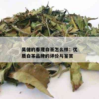 吴健的春隆白茶怎么样：优质白茶品牌的评价与鉴赏