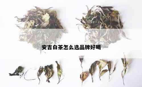 安吉白茶怎么选品牌好喝