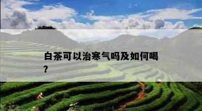 白茶可以治寒气吗及如何喝？