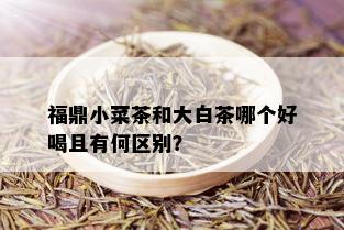 福鼎小菜茶和大白茶哪个好喝且有何区别？