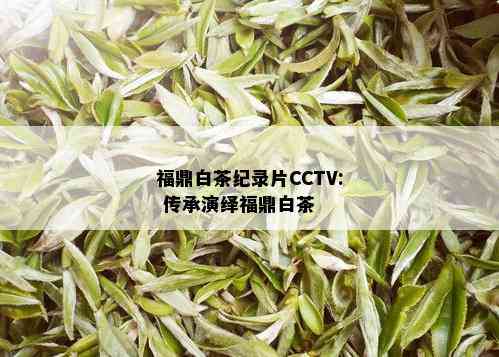 福鼎白茶纪录片CCTV: 传承演绎福鼎白茶