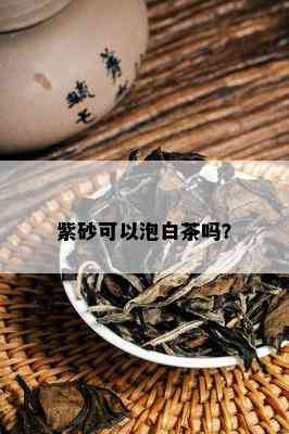 紫砂可以泡白茶吗？