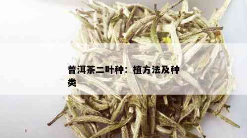 普洱茶二叶种：植方法及种类