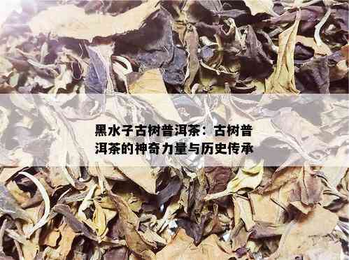 黑水子古树普洱茶：古树普洱茶的神奇力量与历史传承