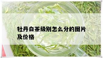 牡丹白茶级别怎么分的图片及价格