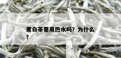 煮白茶要用热水吗？为什么？