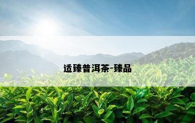 适臻普洱茶-臻品