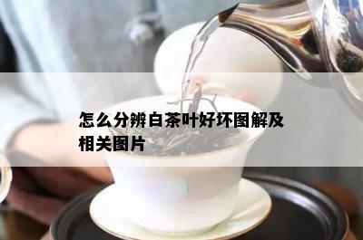 怎么分辨白茶叶好坏图解及相关图片