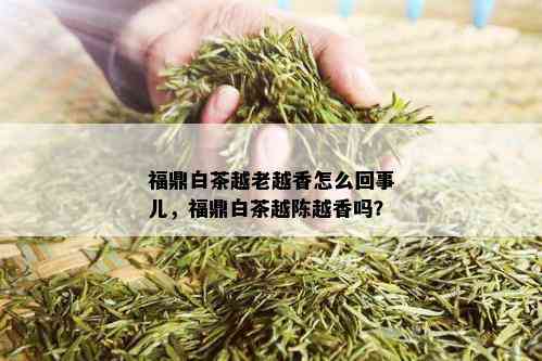 福鼎白茶越老越香怎么回事儿，福鼎白茶越陈越香吗？