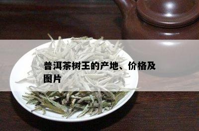 普洱茶树王的产地、价格及图片