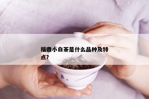 福鼎小白茶是什么品种及特点？