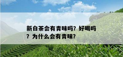 新白茶会有青味吗？好喝吗？为什么会有青味？