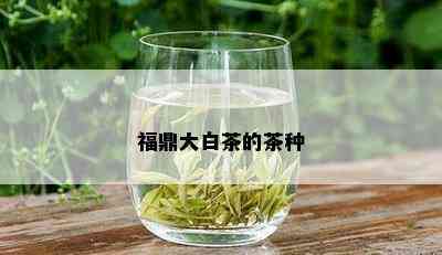 福鼎大白茶的茶种