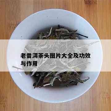 老普洱茶头图片大全及功效与作用