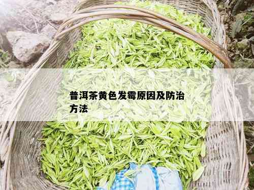 普洱茶黄色发霉原因及防治方法