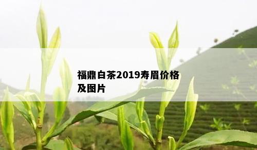 福鼎白茶2019寿眉价格及图片