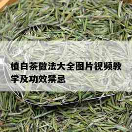 植白茶做法大全图片视频教学及功效禁忌