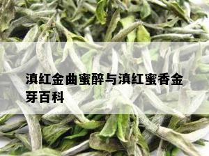 滇红金曲蜜醉与滇红蜜香金芽百科