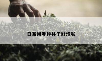 白茶用哪种杯子好泡呢