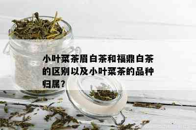 小叶菜茶眉白茶和福鼎白茶的区别以及小叶菜茶的品种归属？