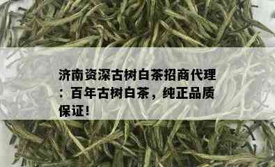 济南资深古树白茶招商代理：百年古树白茶，纯正品质保证！