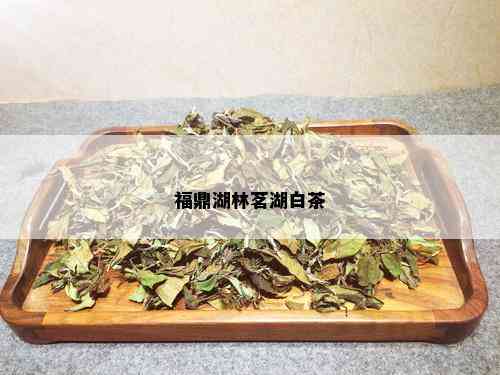 福鼎湖林茗湖白茶