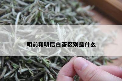 明前和明后白茶区别是什么