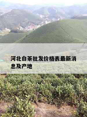 河北白茶批发价格表最新消息及产地