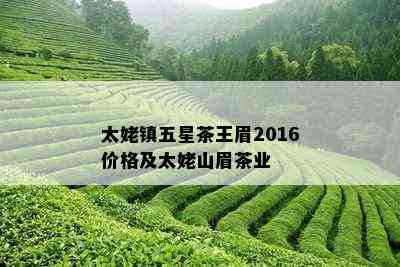 太姥镇五星茶王眉2016价格及太姥山眉茶业