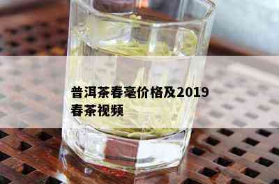 普洱茶春毫价格及2019春茶视频