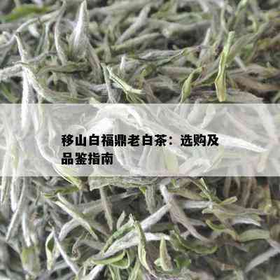 移山白福鼎老白茶：选购及品鉴指南