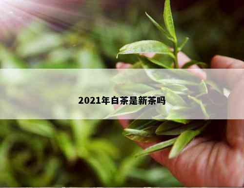 2021年白茶是新茶吗