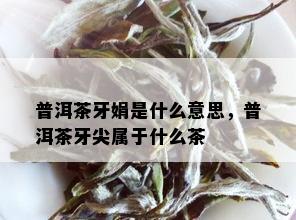 普洱茶牙娟是什么意思，普洱茶牙尖属于什么茶