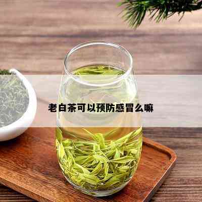 老白茶可以预防感冒么嘛