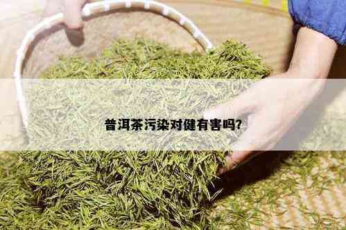 普洱茶污染对健有害吗？