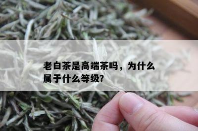 老白茶是高端茶吗，为什么属于什么等级？