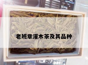 老班章灌木茶及其品种