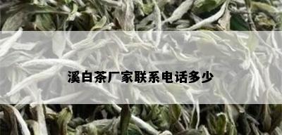 溪白茶厂家联系电话多少