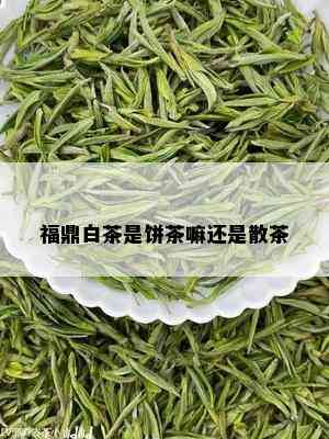 福鼎白茶是饼茶嘛还是散茶