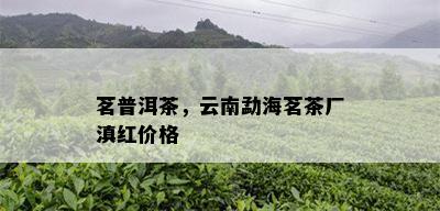 茗普洱茶，云南勐海茗茶厂滇红价格