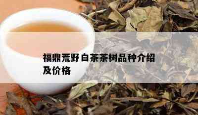 福鼎荒野白茶茶树品种介绍及价格