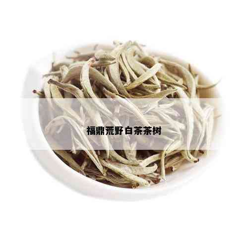 福鼎荒野白茶茶树