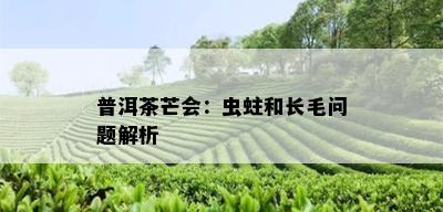 普洱茶芒会：虫蛀和长毛问题解析