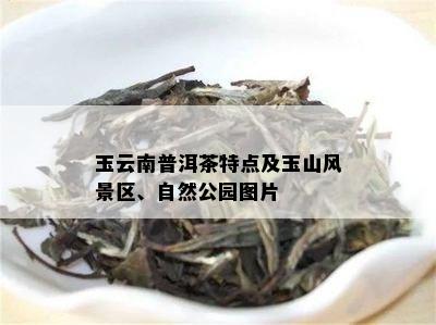 玉云南普洱茶特点及玉山风景区、自然公园图片