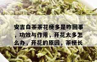 安吉白茶茶花梗多是咋回事，功效与作用，开花太多怎么办，开花的原因，茶梗长