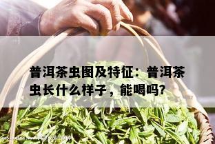 普洱茶虫图及特征：普洱茶虫长什么样子，能喝吗？